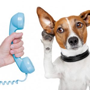 Animal Communication Reading (Full Reading)